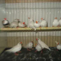 فینج