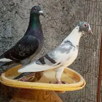 کبوتر نرو ماده ابلغ و قره