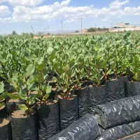 نهال پسته امسالی درجه یک