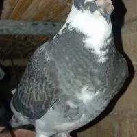 کبوتر جوجه پلاکی