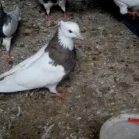 طوقی سرکی ماده