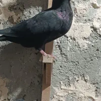 ماده کلاغ