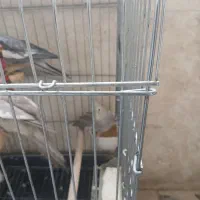 چهارتا عروس هلندی بعلت جابجای میفروشم
