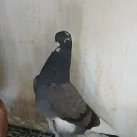 کبوتر انگلیسی خارجی