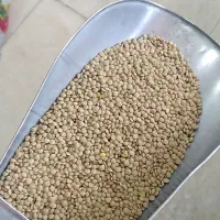 فروش عدس آشی وپلویی