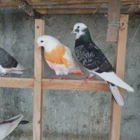 کبوتر پرشی ۱۴۰