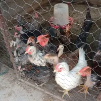 فروش ۶ عدد خروسک ۵ ماهه