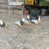 طوقی.صده .زاغ چتری