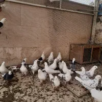 کبوتر پرشی در یشوا