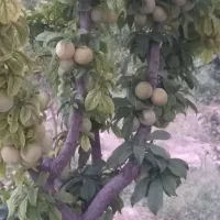 فروش-باغ-4-دیواری-500-متر-تا-1000-متر-اسلامشهر