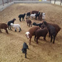 ۵۷ راس میش دشتی ابستن