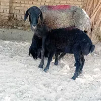 ۲ راس میش دوقول