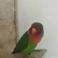 طوطی برزیلی جوان نر و ماد ه آماده تخم کردن