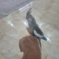 ۲ عدد عروس هلندی موجود