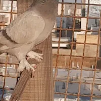 کاغذی ماده نژاد عربی .