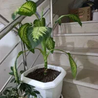 فروش گل|گل و گیاه طبیعی|سرپل ذهاب, |دیوار