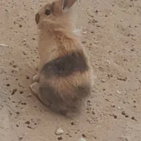 خرگوش|موش و خرگوش|بوشهر, |دیوار