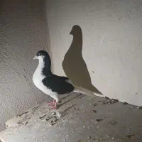 کفتر