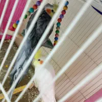 عروس هلندی