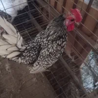 فروش مرغ و خروس سیبرایت برهما و خودمانی