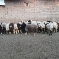 بره