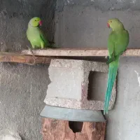 طوطی ملنگو بالغ  (رودان)