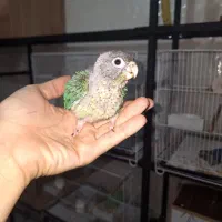 جوجه سرلاکی گرینچیک تراکوئیس یلوساید