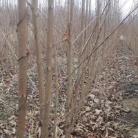 حراج نهال گیلاس تک دانه ضمانتی 1 و 2 ساله