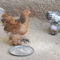 برهما