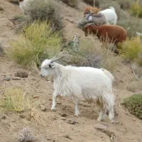 کهره نر