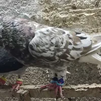 کبوتر هفت رنگ دم‌سفید