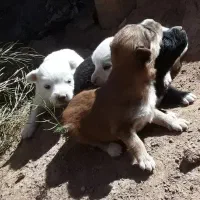 واگذاری توله پا کوتاه