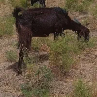 گوسفند بز