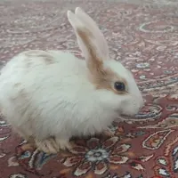خرگوش