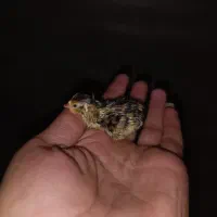 جوجه بلدرچین یک روزه