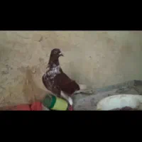 کبوتر