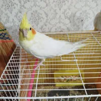 عروس