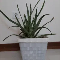 یک عددگل آلوئه ورا