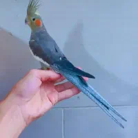 طوطی عروس نر سخنگو