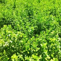 فروش یونجه پرس