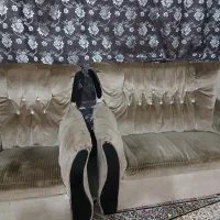 حراج مبل