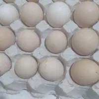 تخم مرغ محلی قیمت دونه ۲۰تومان
