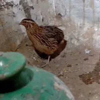 بلدرچین خروس سفید