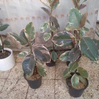 فروش انواع کل وگیاه  من کانال دارم