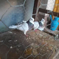 کبوتر جفت  طوقی با جوجه نر