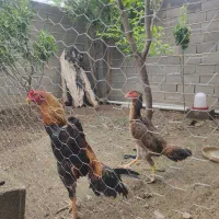 اوشامو خالص آلمانی