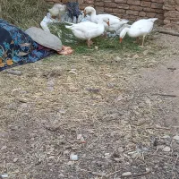 غاز