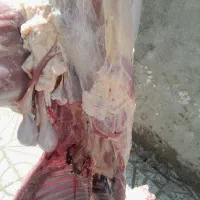 گوشت ‌بره‌نر