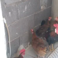 مرغ وخروس