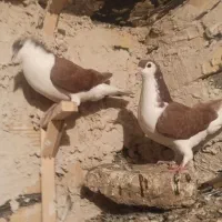 ساده سرخ|پرنده|مشهد, رسالت|دیوار